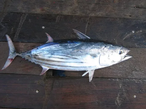Skipjack tuna — Karg se / Wikimedia Commons / CC BY-SA 3.0