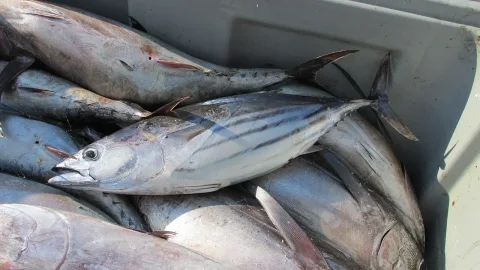 Skipjack tuna — Jo Langeneck / Wikimedia Commons / CC BY-SA 4.0
