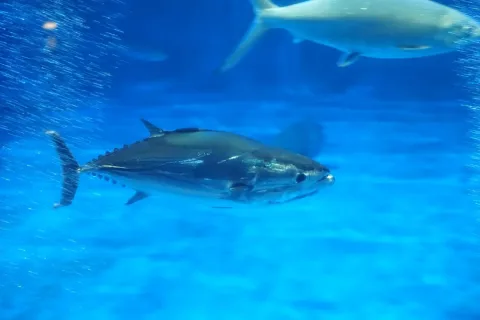 Skipjack tuna — タウナギ / Wikimedia Commons / CC0