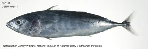 Skipjack tuna — The U.S. Food and Drug Administration / Wikimedia Commons / Public domain
