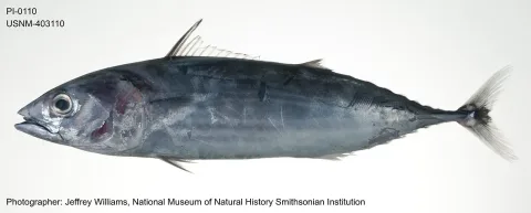 Skipjack tuna — The U.S. Food and Drug Administration / Wikimedia Commons / Public domain