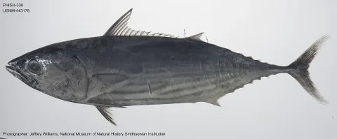 Skipjack tuna — The U.S. Food and Drug Administration / Wikimedia Commons / Public domain
