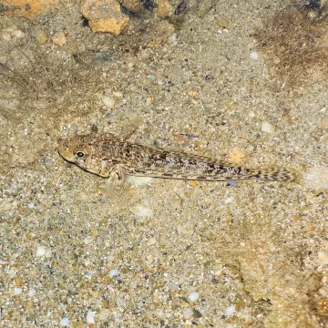 Slender goby — Paolo Gamba from Paris, France / Wikimedia Commons / CC BY 2.0