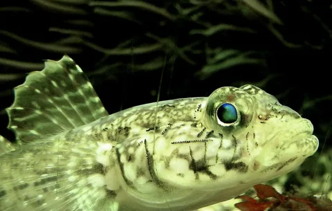 Slender goby — NasserHalaweh / Wikimedia Commons / CC BY-SA 4.0