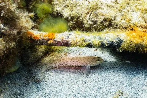 Slender goby — Diego Delso / Wikimedia Commons / CC BY-SA 4.0