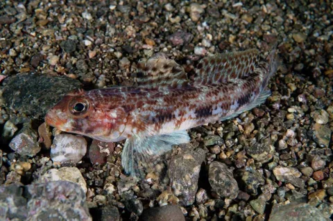 Slender goby — Etrusko25 / Wikimedia Commons / Public domain
