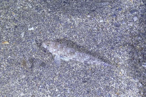 Slender goby — Diego Delso / Wikimedia Commons / CC BY-SA 4.0
