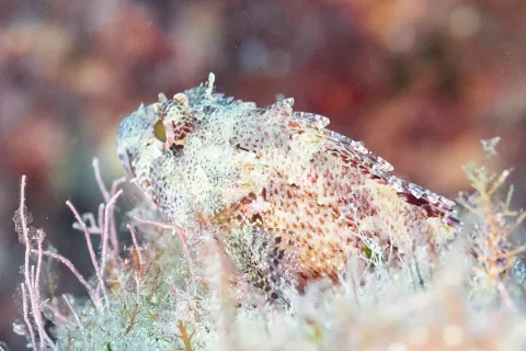 Slender goby — Diego Delso / Wikimedia Commons / CC BY-SA 4.0