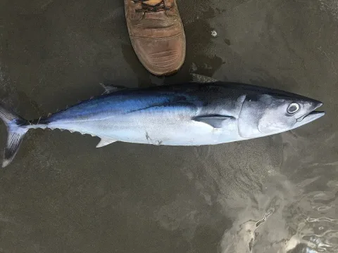 Slender tuna — gregs / Wikimedia Commons / CC0