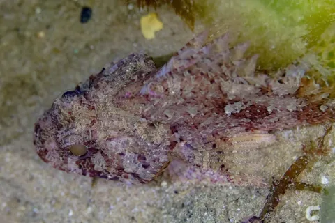 Small red scorpionfish — Diego Delso / Wikimedia Commons / CC BY-SA 4.0