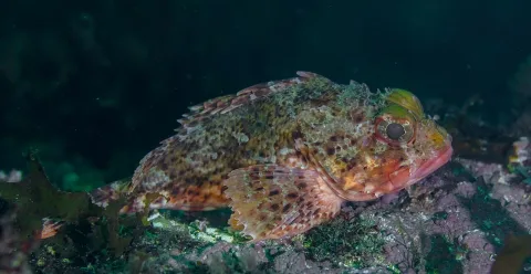 Small red scorpionfish — Diego Delso / Wikimedia Commons / CC BY-SA 4.0