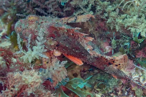 Small red scorpionfish — Diego Delso / Wikimedia Commons / CC BY-SA 4.0