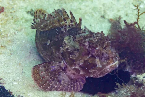 Small red scorpionfish — Diego Delso / Wikimedia Commons / CC BY-SA 4.0