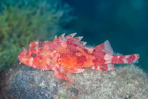 Small red scorpionfish — Diego Delso / Wikimedia Commons / CC BY-SA 4.0