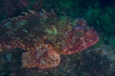 Small red scorpionfish — Diego Delso / Wikimedia Commons / CC BY-SA 4.0