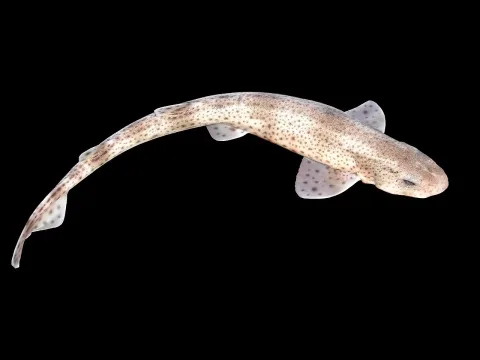 Small-spotted catshark — Hans Hillewaert / Wikimedia Commons / CC BY-SA 4.0
