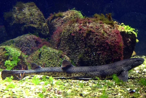 Small-spotted catshark — No machine-readable author provided. Ernstla assumed (based on copyright claims). / Wikimedia Commons / CC BY-SA 2.5