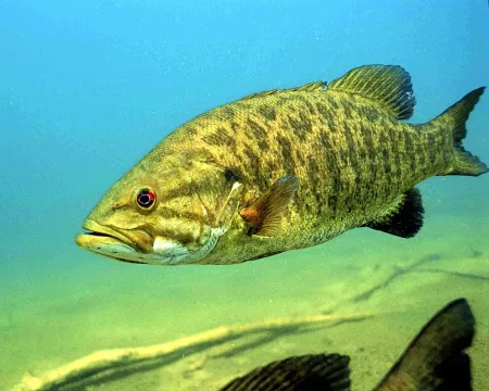 Smallmouth bass — Engbretson Eric, U.S. Fish and Wildlife Service / Wikimedia Commons / Public domain