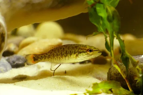 Smallmouth bass — JasperWV / Wikimedia Commons / CC BY-SA 4.0