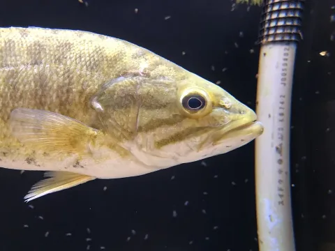Smallmouth bass — Totti / Wikimedia Commons / CC BY-SA 4.0