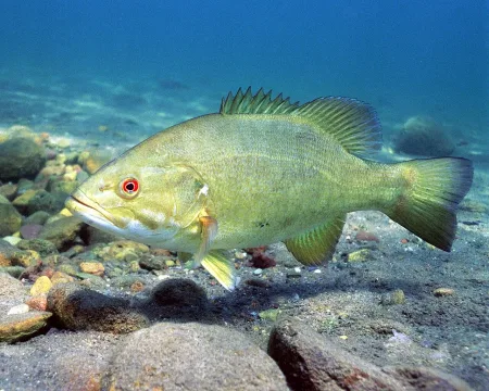 Smallmouth bass — Eric Engbretson, U.S. Fish and Wildlife Service / Wikimedia Commons / Public domain