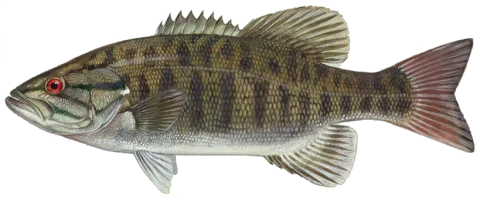Smallmouth bass — Ianaré Sévi (for modifications only)
Duane Raver, U.S. Fish and Wildlife Service / Wikimedia Commons / Public domain
