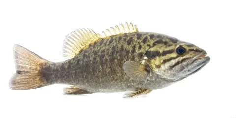Smallmouth bass — USFWS Mountain Prairie / Wikimedia Commons / Public domain