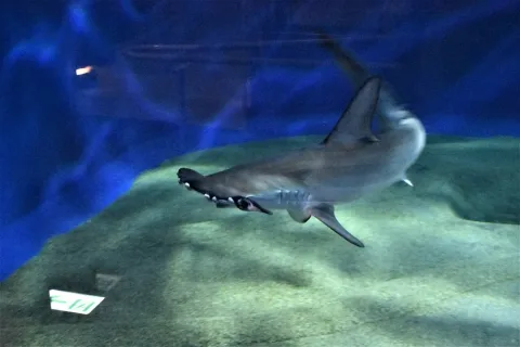 Smooth hammerhead — 出羽雀台 / Wikimedia Commons / CC BY-SA 4.0