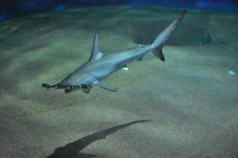 Smooth hammerhead — 出羽雀台 / Wikimedia Commons / CC BY-SA 4.0