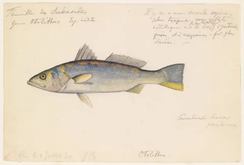 Smooth weakfish — Burkhardt, Jacques / Wikimedia Commons / Public domain