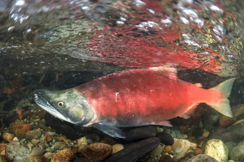 Sockeye salmon — USFWS - Pacific Region / Wikimedia Commons / CC BY 2.0