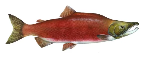 Sockeye salmon — Timothy Knepp of the Fish and Wildlife Service. / Wikimedia Commons / Public domain