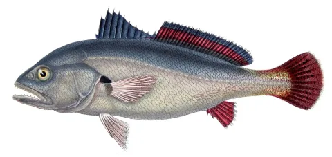 South American silver croaker — François-Louis Laporte, comte de Castelnau / Wikimedia Commons / Public domain