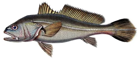South American silver croaker — François-Louis Laporte, comte de Castelnau / Wikimedia Commons / Public domain