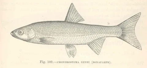 South European Nase — Harry Govier Seeley / Wikimedia Commons / Public domain