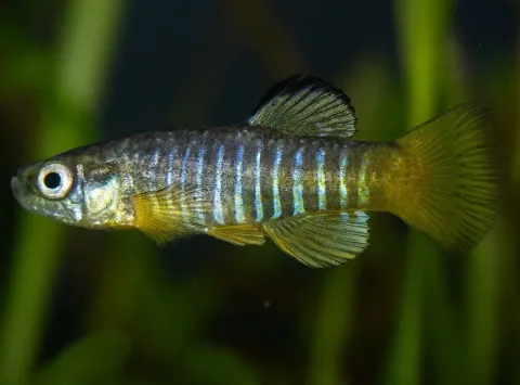 South European Toothcarp — Mattia Nocciola / Wikimedia Commons / CC BY-SA 4.0