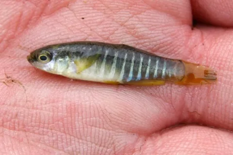 South European Toothcarp — Etrusko25 / Wikimedia Commons / CC BY-SA 3.0