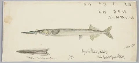 Southern garfish — Frank Edward Clarke / Wikimedia Commons / Public domain