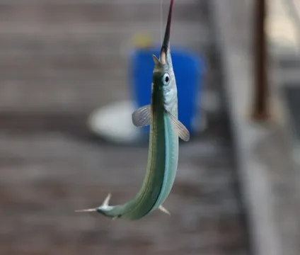 Southern garfish — marsyd / Wikimedia Commons / CC0