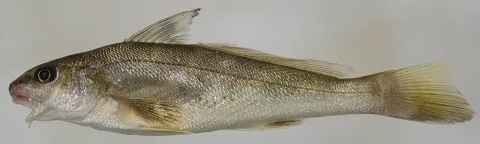 Southern kingcroaker — Smithsonian Environmental Research Center / Wikimedia Commons / CC BY 2.0