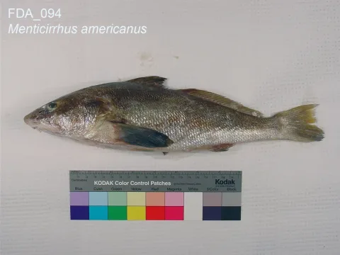 Southern kingcroaker — The U.S. Food and Drug Administration / Wikimedia Commons / Public domain