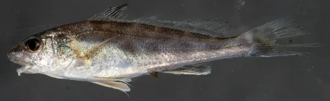 Southern kingcroaker — Smithsonian Environmental Research Center / Wikimedia Commons / CC BY 2.0