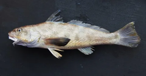 Southern kingcroaker — SEFSC Pascagoula Laboratory; Collection of Brandi Noble, NOAA/NMFS/SEFSC / Wikimedia Commons / Public domain