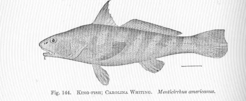 Southern kingcroaker — Hugh McCormick Smith / Wikimedia Commons / Public domain