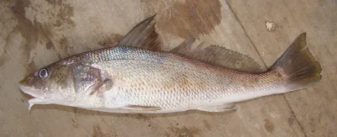 Southern kingcroaker — Cláudio D. Timm / Wikimedia Commons / CC BY 2.0