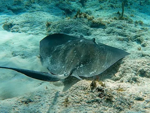 Southern stingray — Dan Schofield / Wikimedia Commons / CC BY 4.0