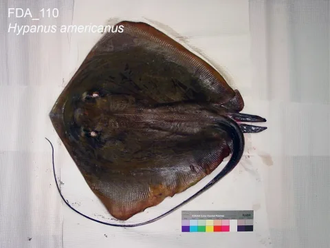 Southern stingray — The U.S. Food and Drug Administration / Wikimedia Commons / Public domain