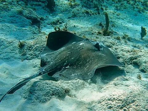 Southern stingray — Dan Schofield / Wikimedia Commons / CC BY 4.0