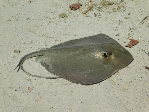Southern stingray — David Garza / Wikimedia Commons / CC BY 4.0