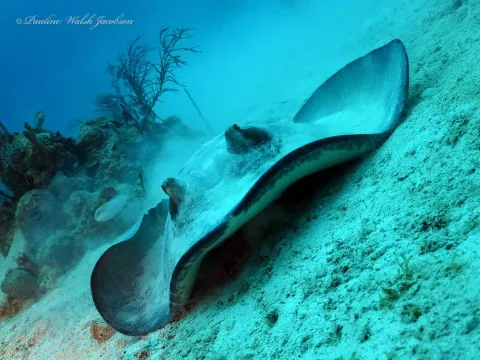 Southern stingray — Pauline Walsh Jacobson / Wikimedia Commons / CC BY 4.0